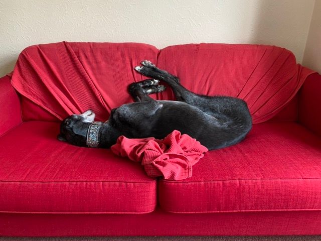 Graham with the sofa just how he likes it