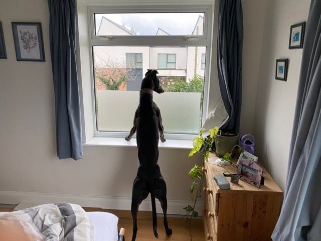 Hench Fred surveying his new 'hood