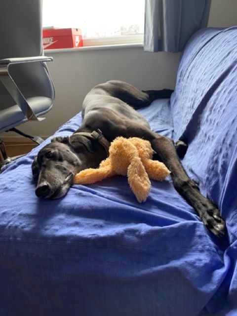 Fred snoozing at work